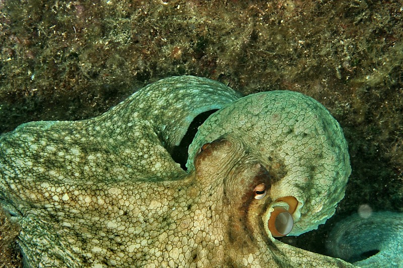 Octopus vulgaris (Cuvier ,1797)